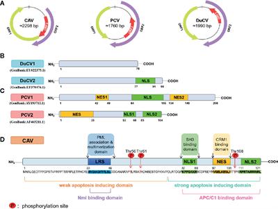 Apoptosis Triggered by ORF3 Proteins of the Circoviridae Family